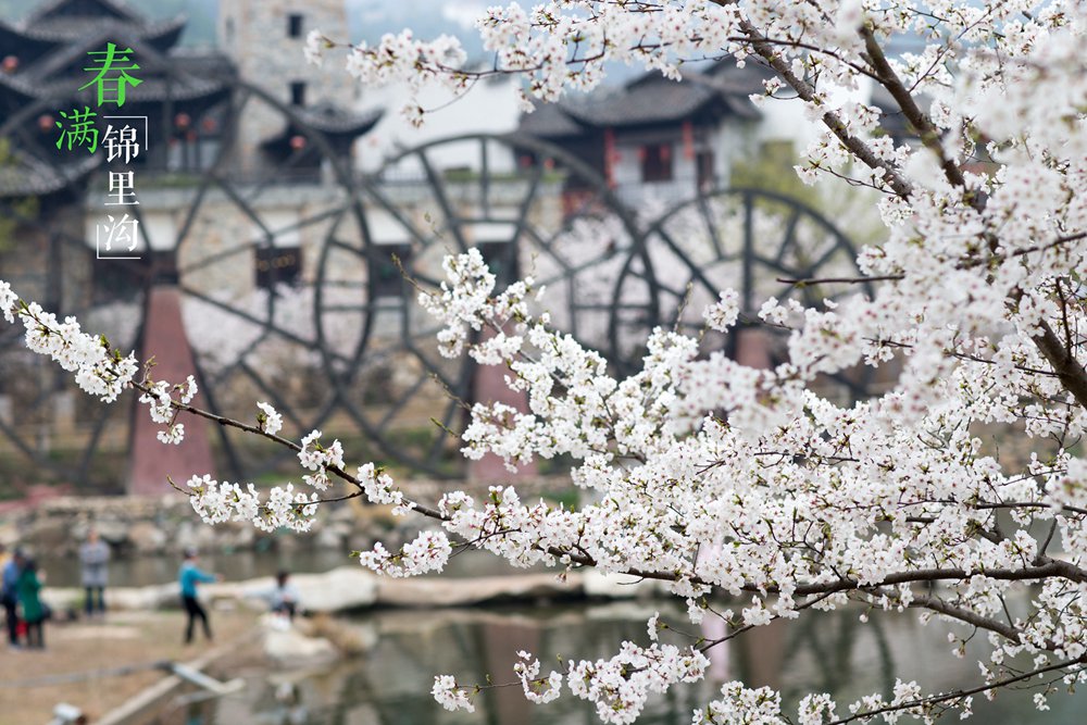 四季美景：春赏樱花